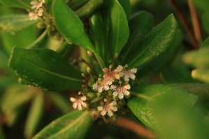 Obiektyw Canon Canon RF 28-70mm f/2.8 IS STM 8