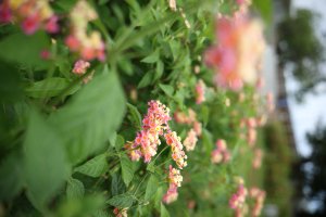 Obiektyw Canon Canon RF 28-70mm f/2.8 IS STM 10