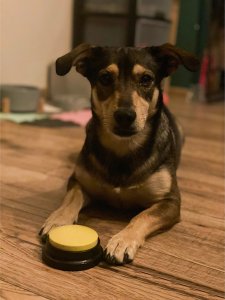 Purlov Przyciski dźwiękowe dla zwierząt Purlov 24615 5