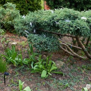 Dekoracja świąteczna Aigostar  Lampki ogrodowe solarne ważki 6,5m 30LED multikolor 9