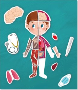 Dodo Magnetyczny Zestaw Edukacyjny Ludzkie Ciało Gra Magnetyczna Części Ciała 2