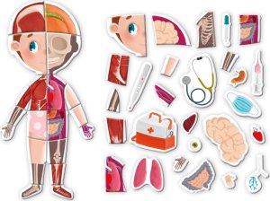 Dodo Magnetyczny Zestaw Edukacyjny Ludzkie Ciało Gra Magnetyczna Części Ciała 3