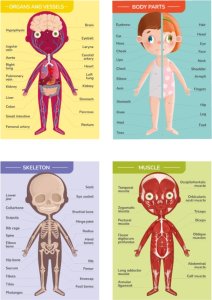 Dodo Magnetyczny Zestaw Edukacyjny Ludzkie Ciało Gra Magnetyczna Części Ciała 4