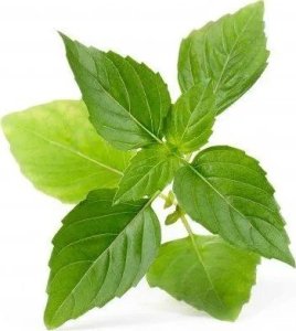 Veritable Véritable Lingot Thajská bazalka - BIO 3