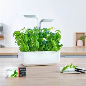 Veritable Véritable Lingot Thajská bazalka - BIO 10