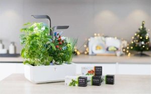 Veritable Véritable Lingot Maceška BIO* 2