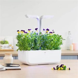 Veritable Véritable Lingot Maceška BIO* 8