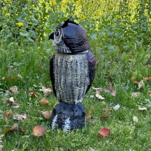 Garden King Solarny odstraszacz ptaków gołębi szpaków Sowa SONIC 3w1 z ruchomą głową 3