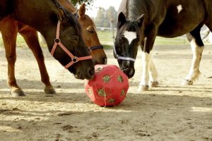 Kerbl KERBL Piłka do zabawy dla koni HeuBoy Mix kolorów 5
