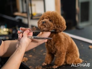Maszynka do Strzyżenia Psów Zwierząt Nie Wyrywa Włosów Cicha Alpha 6