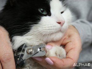 Maszynka do Strzyżenia Psów Zwierząt Nie Wyrywa Włosów Cicha Alpha 7