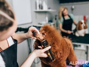 Maszynka do Strzyżenia Psów Zwierząt Nie Wyrywa Włosów Cicha Alpha 8