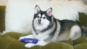 Dremel 7350-PET Pleje til dyrekløer 1 stk 4