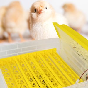 Inkubator do jajek Heckermann EW-112 4