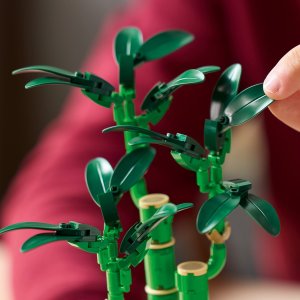 LEGO Botanicals Dracena sandera (10344) 6