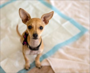 Podkłady higieniczne dla zwierząt maty dla psa Mersjo XL 90x60 (50 szt.) 3