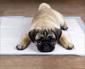 Podkłady higieniczne dla zwierząt maty dla psa Mersjo XL 90x60 (50 szt.) 4