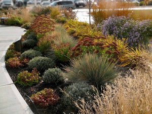 Sumin - nawóz do traw ozdobnych 1kg 11