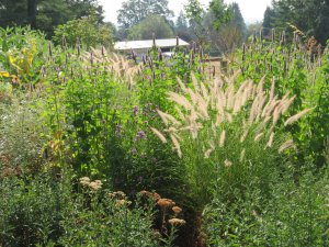 Sumin - nawóz do traw ozdobnych 1kg 14