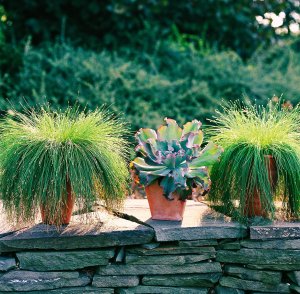 Sumin - nawóz do traw ozdobnych 1kg 2