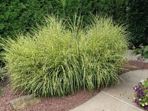 Sumin - nawóz do traw ozdobnych 1kg 10