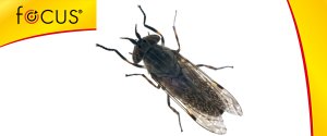Twój Ogród Twój Ogród - bomba dymna na owady komary pająki 400ml 6