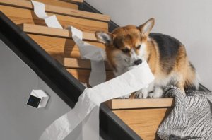 Petcube Cam | Pet monitoring camera | WiFi, 1080p 8