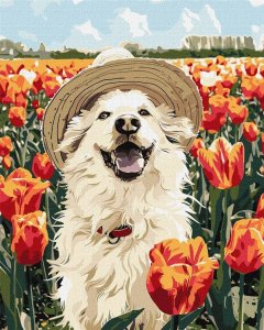 Malowanie po numerach -Szczęśliwy labrador 40x50cm 1