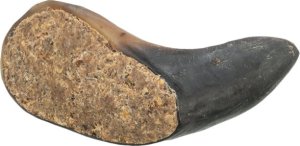 Róg bawoli, nadziewany, przysmak, dla psa, 10-14 cm 1