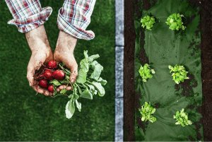 Agrowłóknina ogrodowa 1,6 m x 50 m 90 g/m2 + 100 szpilek Plonos - czarno-zielona 5