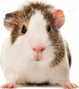 Vitakraft Menu Vital dla świnki morskiej 3kg 10