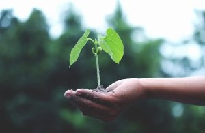 Ziemia uniwersalna. Podłoże Natura (15 L) 2