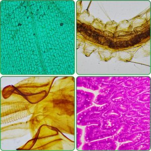 Mikroskop Techrebal Mikroskop Optyczny Biologiczny BioVision* Pro 1000x Trinokularowy 14