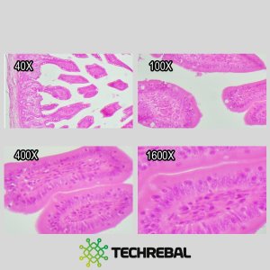 Mikroskop Techrebal Mikroskop Optyczny Biologiczny BioVision* Pro 1000x Trinokularowy 15