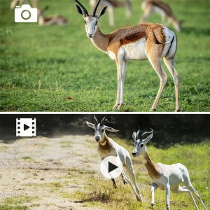 FOTOPUŁAPKA KAMERA LEŚNA 36M HC-350G 3