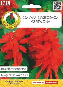 Szałwia błyszcząca czerwona nasiona 0,5g Miododajna ozdobna lecznicza 1