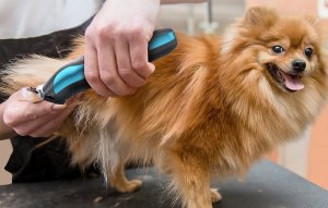 ML Trymer dla zwierząt Oneisall DTJ-002 5