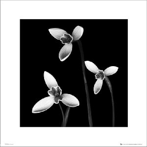 Hog Studio 3 Flowers Black & White - plakat premium 40x40 cm 1