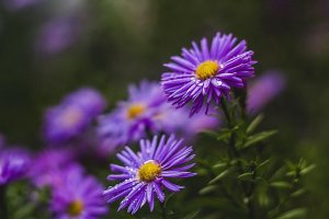 Aster Fioletowe astry - plakat premium 30x20 cm 1