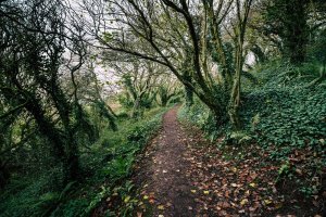 Cicerone Press Coast Path - Plymouth - plakat 80x60 cm 1