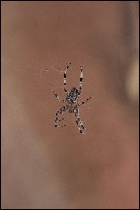 Geox Spider cross - plakat 21x29,7 cm 1