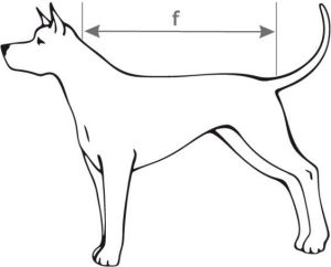 Ami Play Sweterek dla psa Oslo 23 cm Niebieski 3
