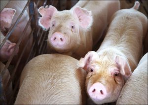 UMP Hogs live out their last days in the finishing shed, where they are grouped by weight to give smaller animals a fair chance at food., Carol Highsmith - plakat 50x40 cm 1