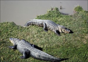 Alligator Alligator Alley has 20 acres of natural cypress swamp land, where alligators roam freely in a protected environment, Carol Highsmith - plakat 100x70 cm 1