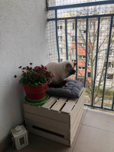 SIATKA WZMOCNIONA DRUCIKIEM "LIGHT" NA BALKON - ROLKA 8X2M MARKA BEZPIECZNE KOTY 11