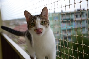 SIATKA WZMOCNIONA DRUCIKIEM "LIGHT" NA BALKON - ROLKA 8X2M MARKA BEZPIECZNE KOTY 4