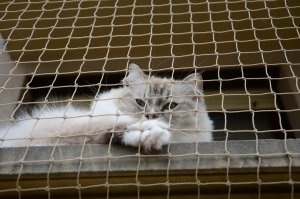 SIATKA WZMOCNIONA DRUCIKIEM "LIGHT" NA BALKON - ROLKA 8X2M MARKA BEZPIECZNE KOTY 7