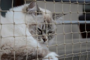 SIATKA WZMOCNIONA DRUCIKIEM "LIGHT" NA BALKON - ROLKA 8X2M MARKA BEZPIECZNE KOTY 9