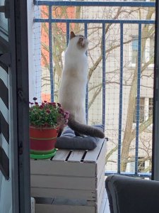 SIATKA WZMOCNIONA DRUCIKIEM "LIGHT" NA BALKON - ROLKA 8X2M MARKA BEZPIECZNE KOTY 10