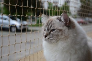 SIATKA WZMOCNIONA DRUCIKIEM "LIGHT" NA BALKON - ROLKA 2X3M MARKA BEZPIECZNE KOTY 8